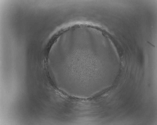 X0000061761495200512161729