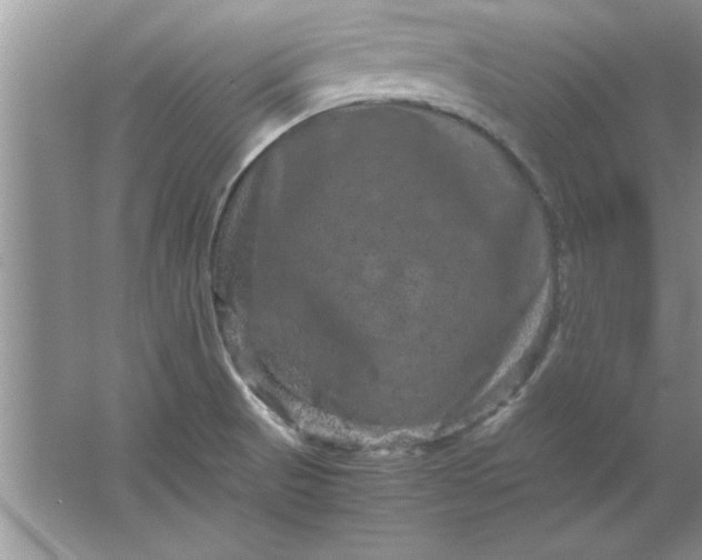 X0000061761521200512161730