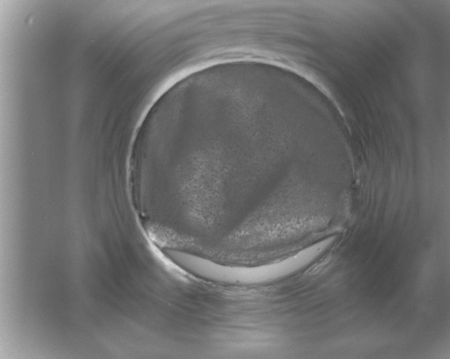 X0000061761535200512161730