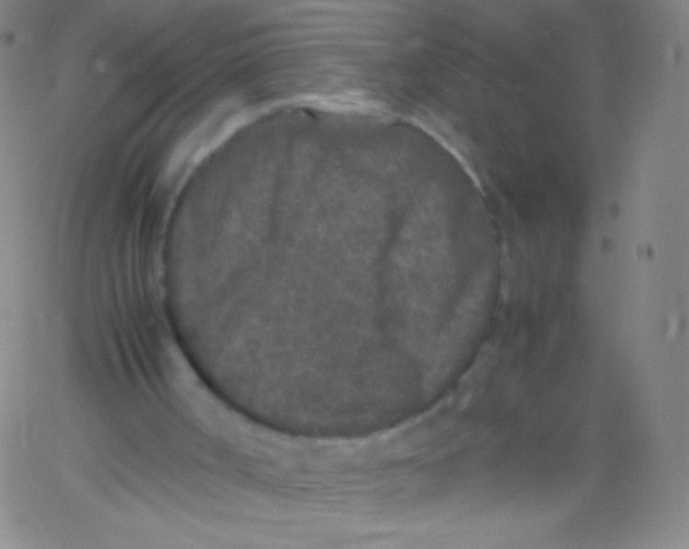 X0000061760002200512231603