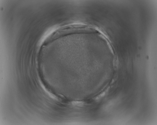 X0000061760055200512231601