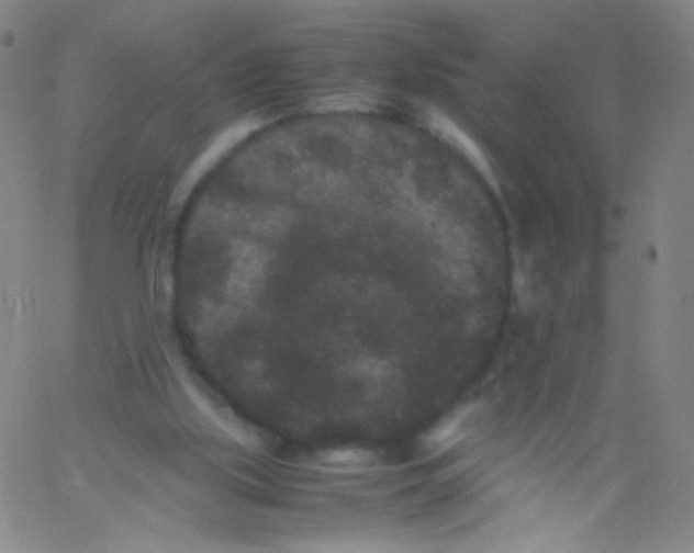 X0000061760059200512231601