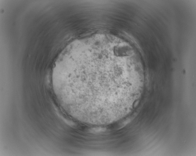 X0000061760065200512231601