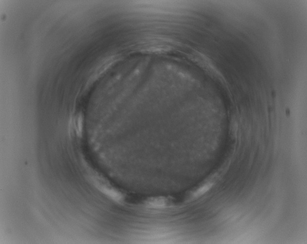 X0000061760076200512231602