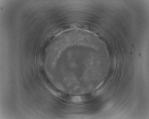 X0000061760091200512231602