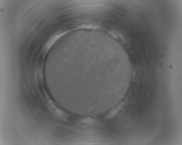 X0000061760098200512231601