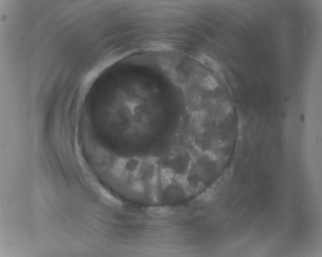 X0000061760145200512231559