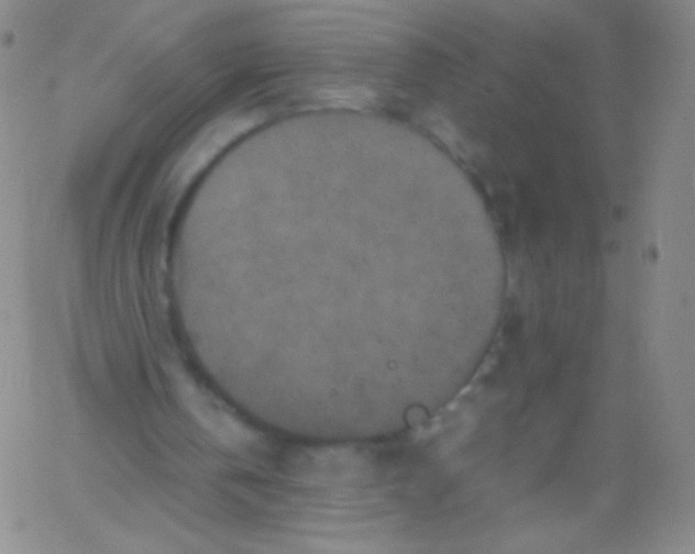 X0000061760146200512231559