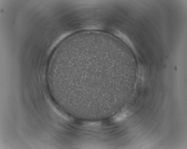 X0000061760155200512231600