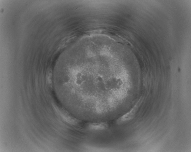 X0000061760175200512231600