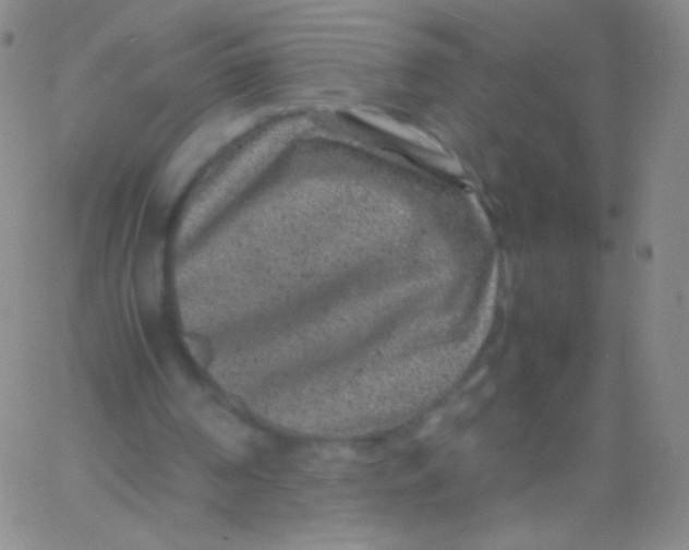 X0000061760194200512231559