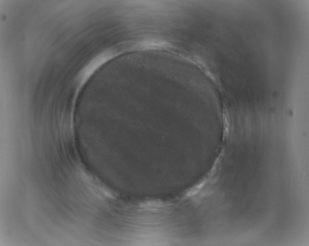 X0000061760196200512231559