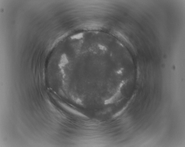 X0000061760202200512231559