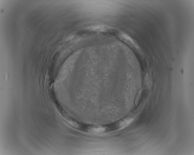 X0000061760217200512231559