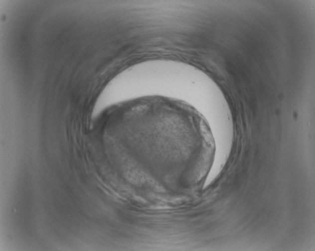 X0000061760233200512231559