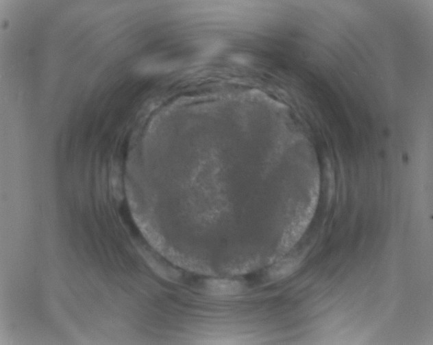 X0000061760234200512231559