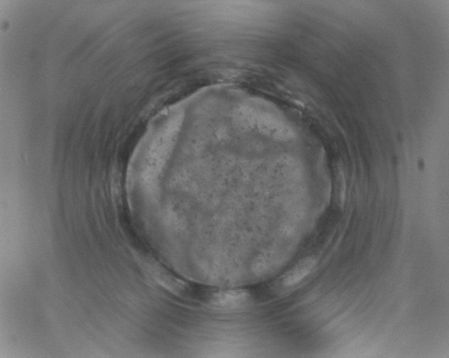 X0000061760274200512231558