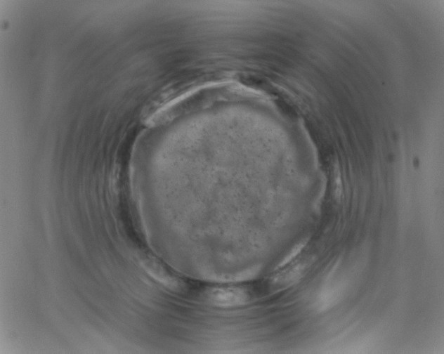 X0000061760275200512231558