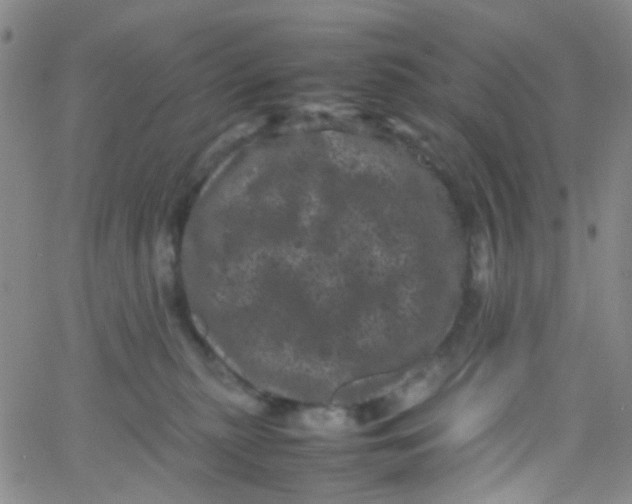 X0000061760279200512231559