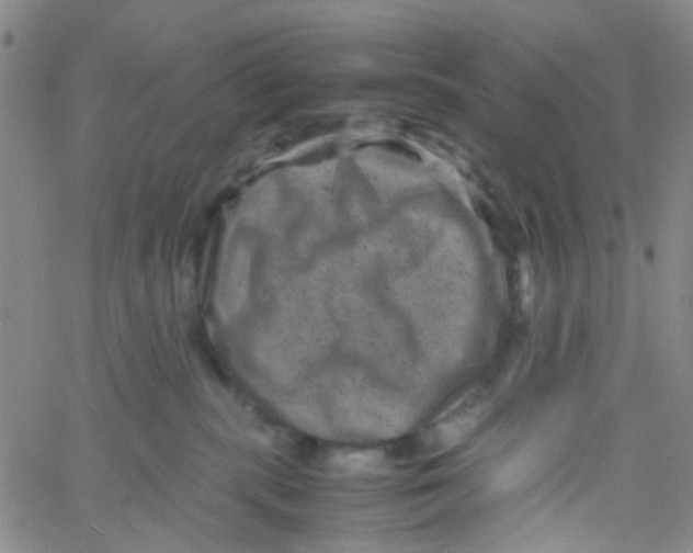 X0000061760283200512231559