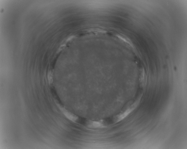 X0000061760285200512231559