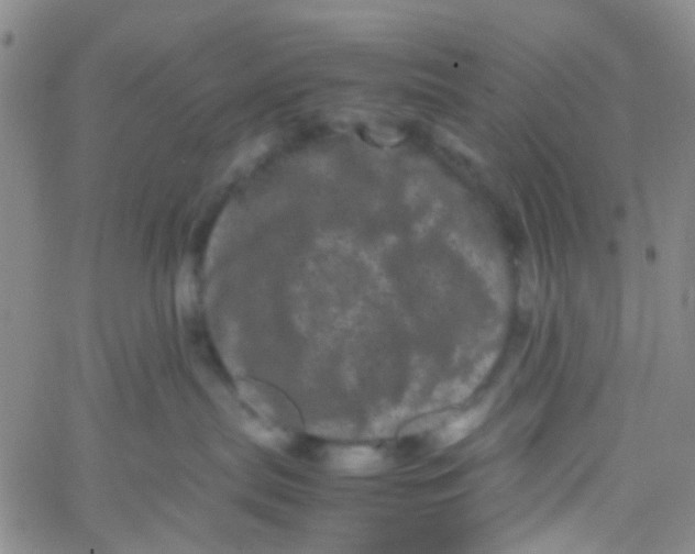 X0000061760287200512231559