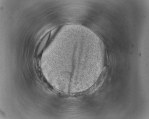 X0000061760290200512231558