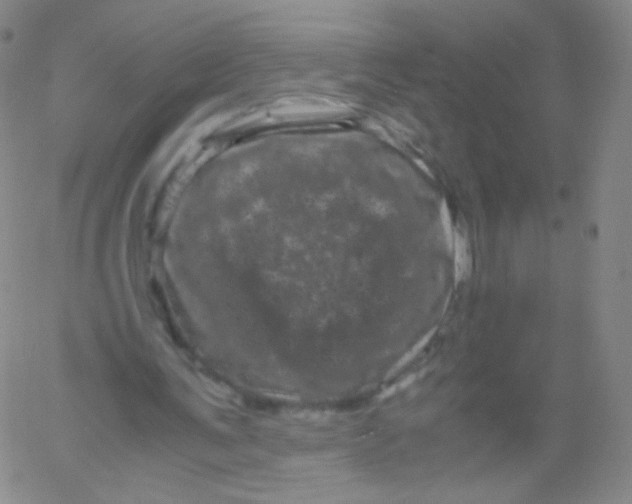 X0000061760291200512231558