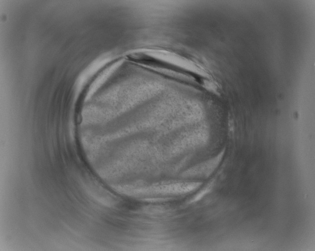 X0000061760294200512231558