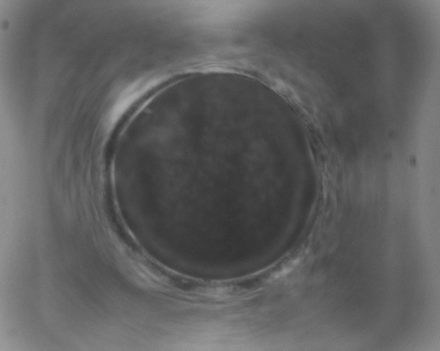 X0000061760295200512231558