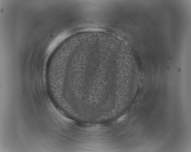 X0000061760296200512231558