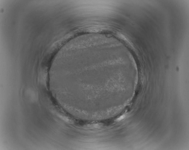 X0000061760307200512231558