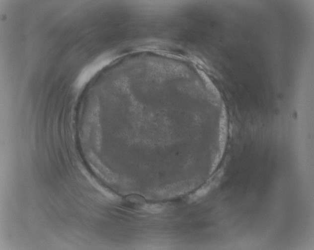 X0000061760341200512231556