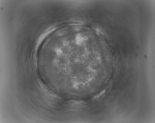 X0000061760343200512231556