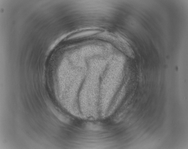 X0000061760346200512231556