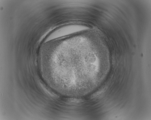 X0000061760347200512231556