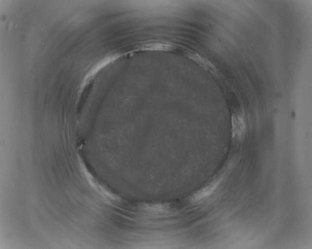 X0000061760349200512231557