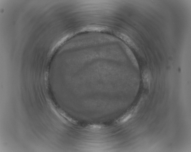 X0000061760352200512231557