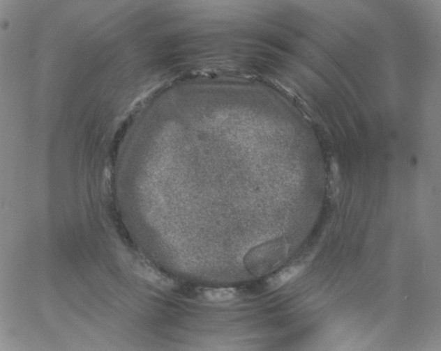 X0000061760355200512231557