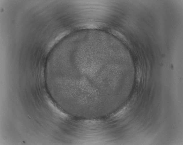 X0000061760394200512231556