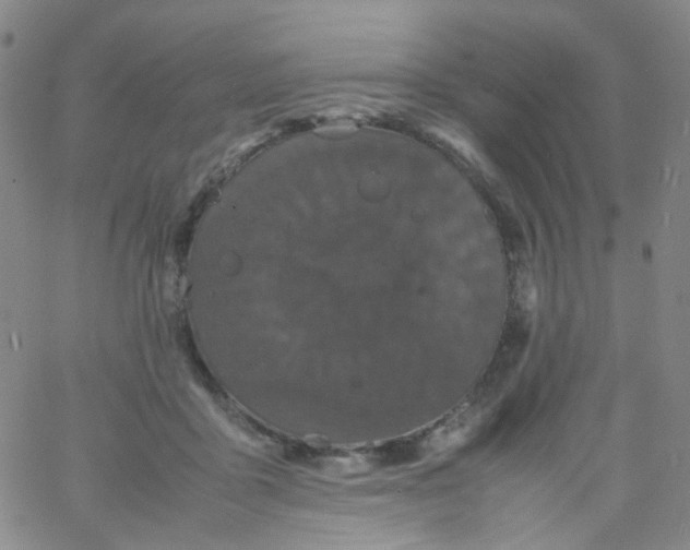 X0000061760411200512231556