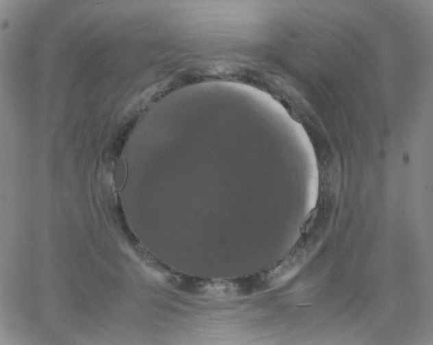 X0000061760415200512231556