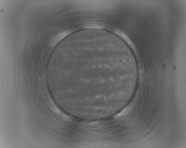 X0000061760433200512231555