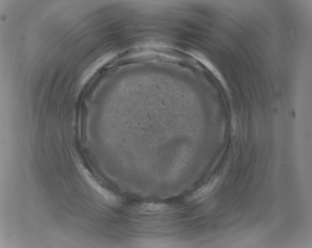 X0000061760437200512231555