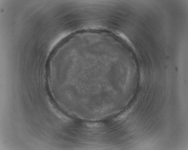 X0000061760439200512231555