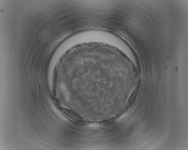 X0000061760441200512231555