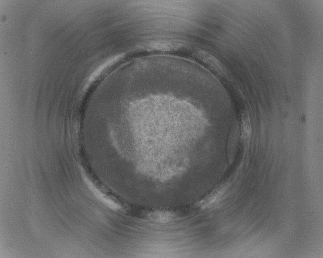 X0000061760444200512231555