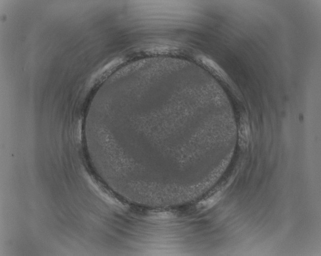 X0000061760454200512231555