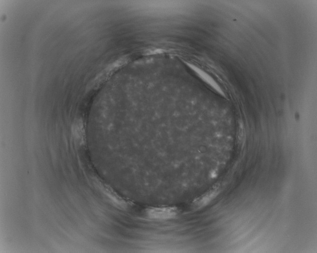 X0000061760465200512231555