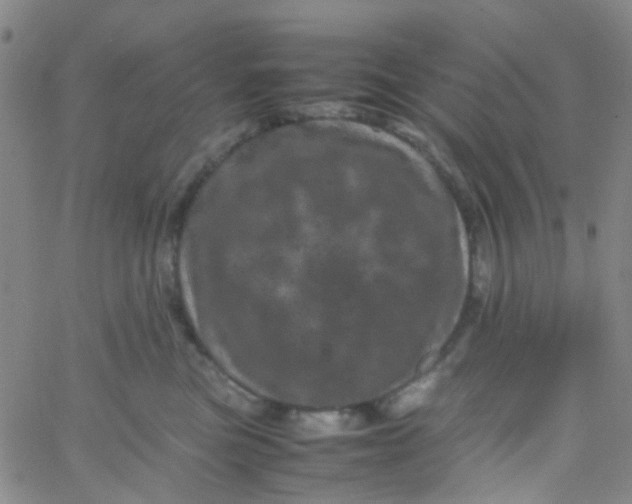 X0000061760473200512231555